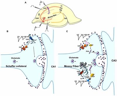 Non-canonical Mechanisms of Presynaptic Kainate Receptors Controlling Glutamate Release